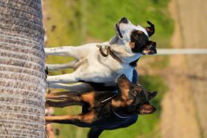 Alexandre LABADIE - LABADIE ALEXANDRE